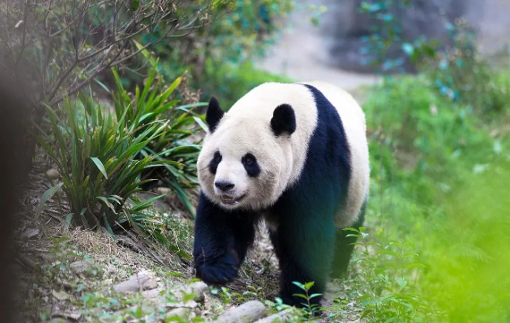 澳门精准24码